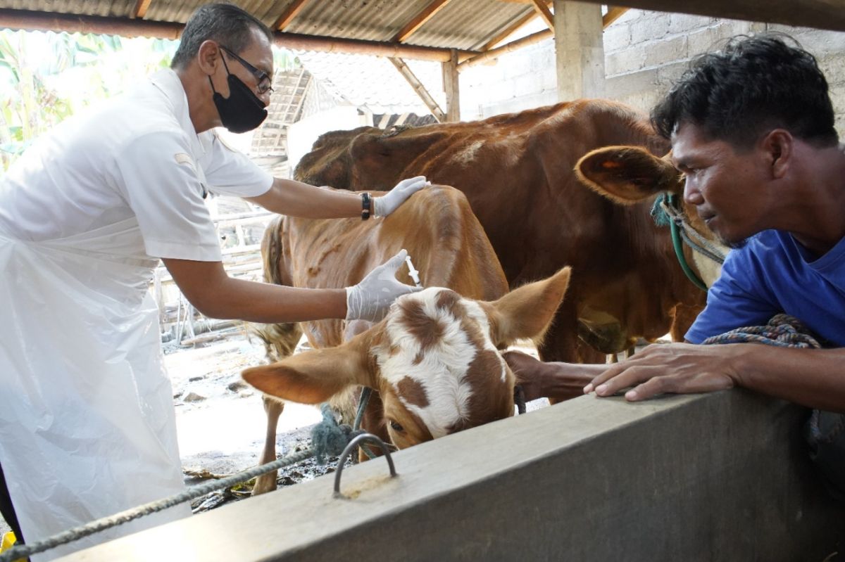 Terima 16.400 Dosis Vaksin PMK, Mas Dhito Percepat Vaksinasi Hewan Ternak