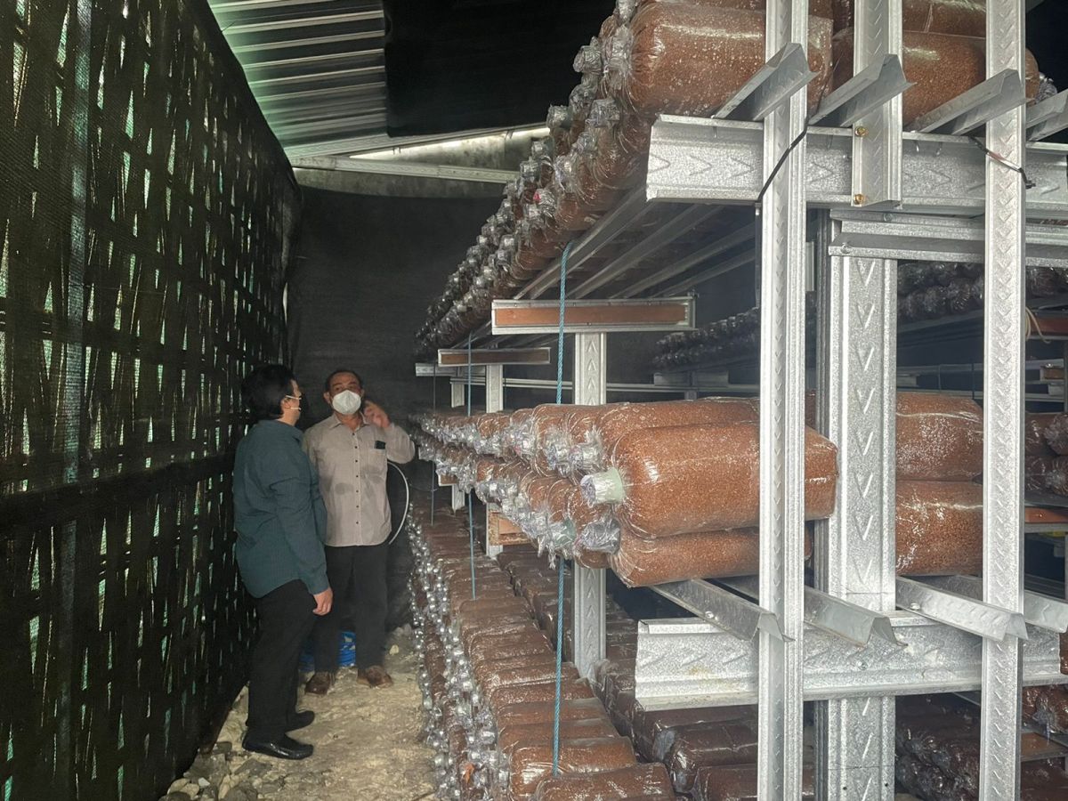 Manfaatkan Limbah Domestik, PHE-WMO Sukses Replikasi Budidaya Jamur Tiram