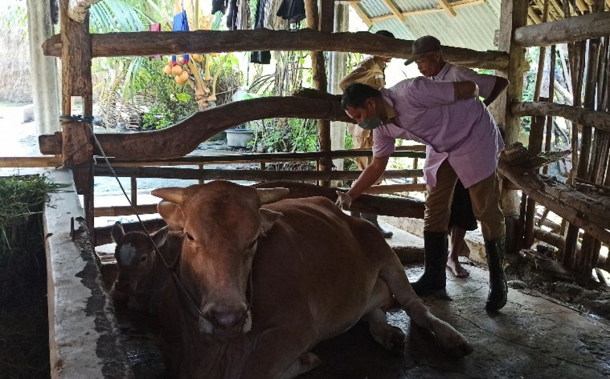 Tangani Wabah PMK, Pemkab Ponorogo Kucurkan APBD Rp2 Miliar