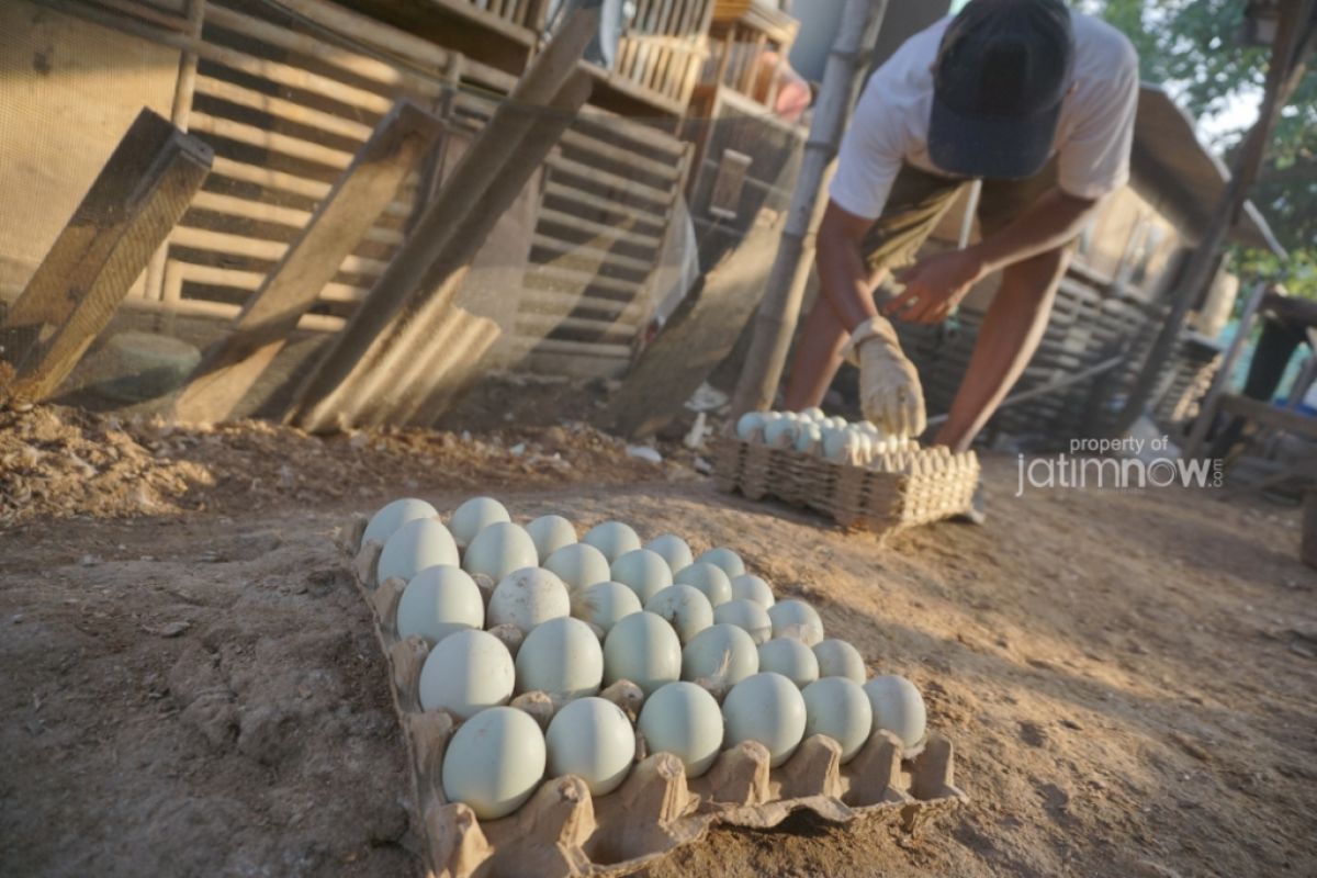 Kampung Bebek di Sidoarjo (Foto-foto: Fajar Mujianto/jatimnow.com)