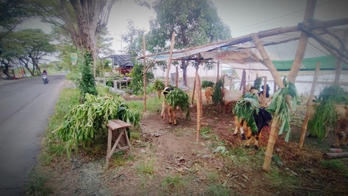 Pasar hewan dadakan di jalan poros Kecamatan Deket - Karangbinangun.(Foto : Adyad Ammy Iffansah/jatimnow.com)