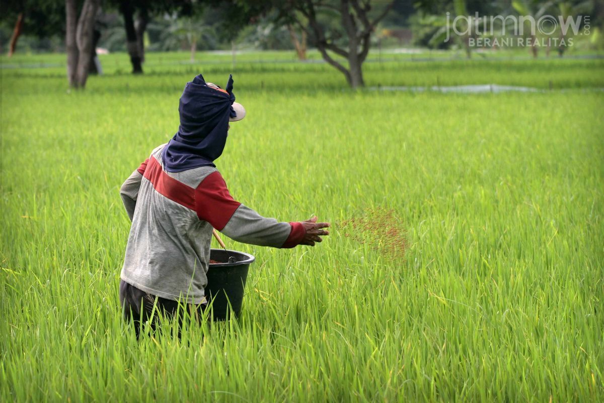 Petani sedang memberi pupuk tanaman padi (Foto: Sahlul Fahmi/jatimnow.com)