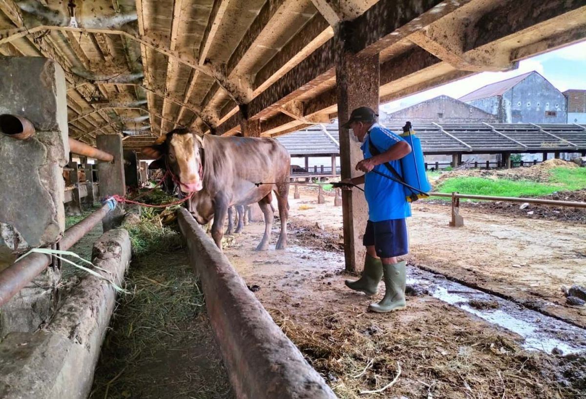 Wabah PMK di Bangkalan Makin Meluas, Dinas Peternak Kehabisan Stok Obat