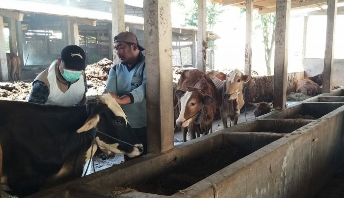 Pemeriksaan berkala yang dilakukan petugas lapangan di Lamongan jelang Idul Adha. (Foto: Adyad Ammy Iffansah/jatimnow.com)