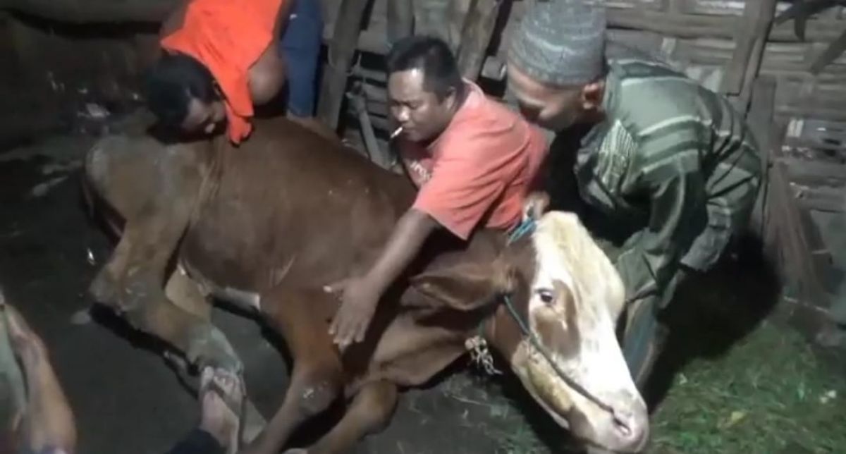 Sapi milik salah seorang peternak di Jombang yang terjangkit PMK. (Foto: Elok Aprianto/jatimnow.com)