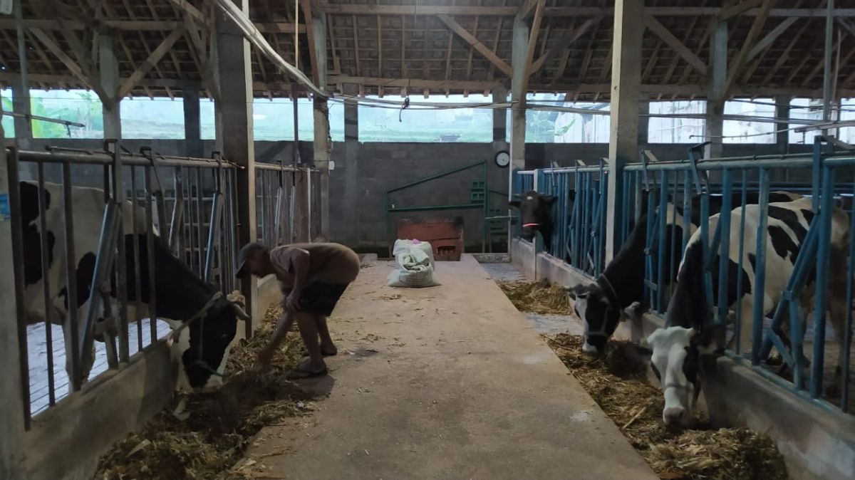 Peternak sapi perah di Kecamatan Ngantang, Kabupaten Malang terus berusaha mengobati ternak mereka yang tersisa di tengah wabah PMK. (Foto: Rizal Adhi Pratama/jatimnow/com)