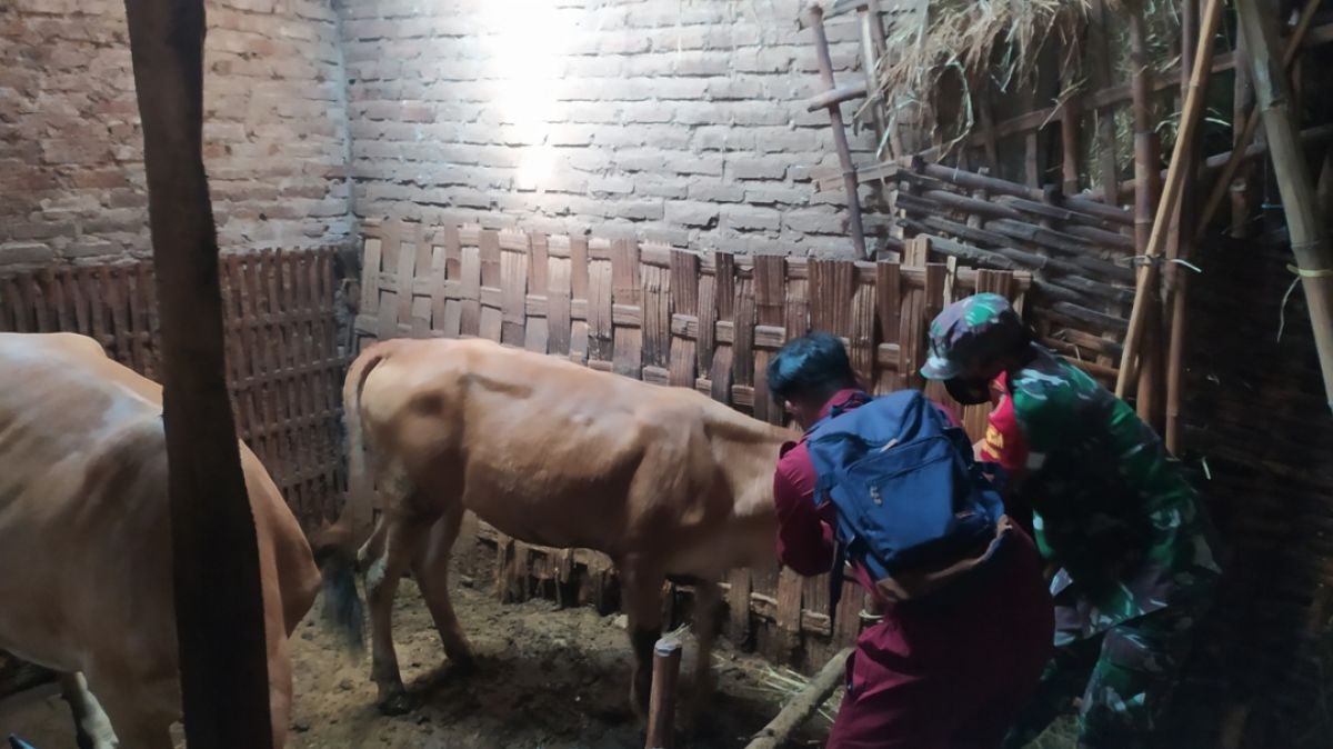 Vaksinasi PMK di Desa Gintungan, Kecamatan Kembangbagu Lamongan. (Foto : Adyad Ammy Iffansah/jatimnow.com)