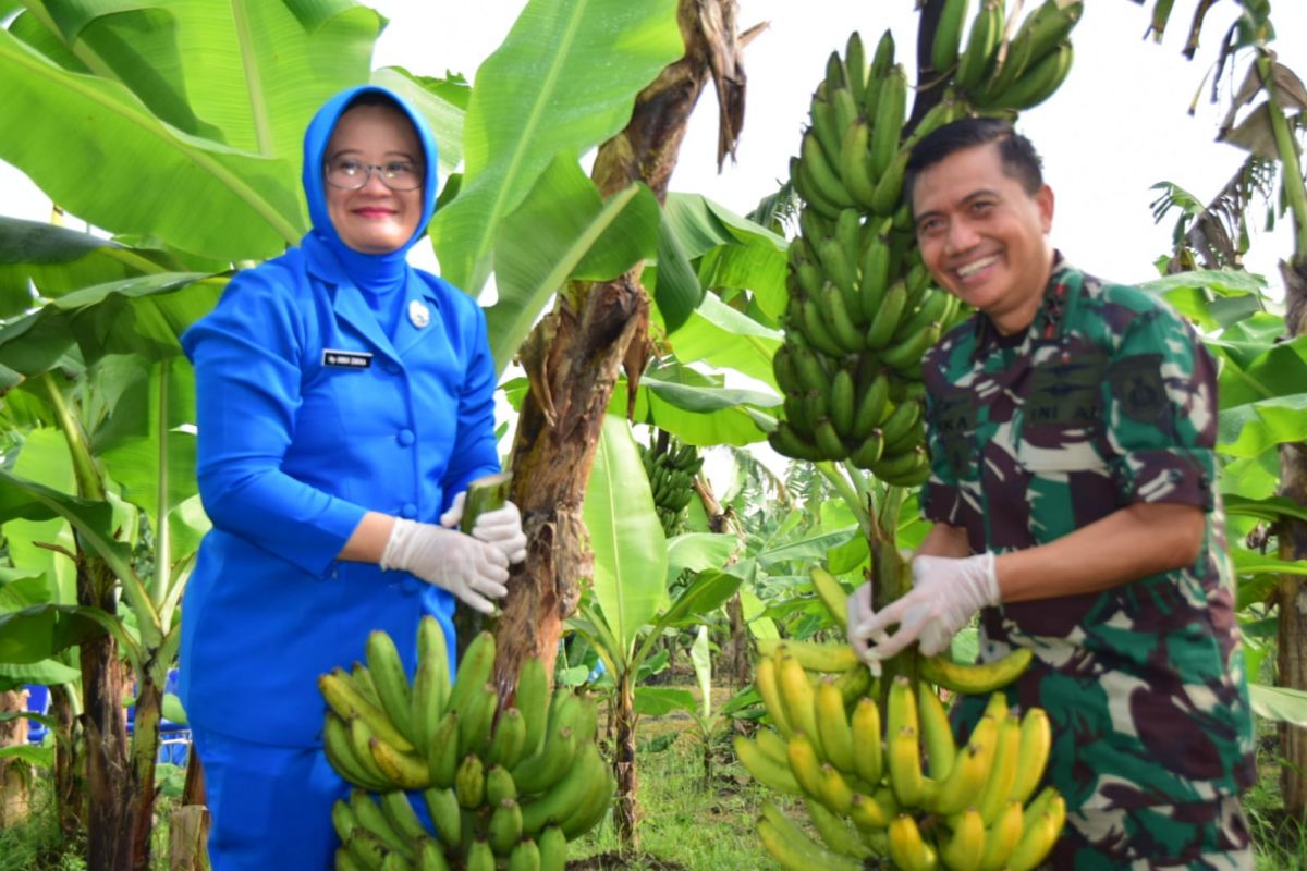 Lanudal Juanda Puspenerbal Panen Perdana Pisang Cavendish Berkualitas Prima