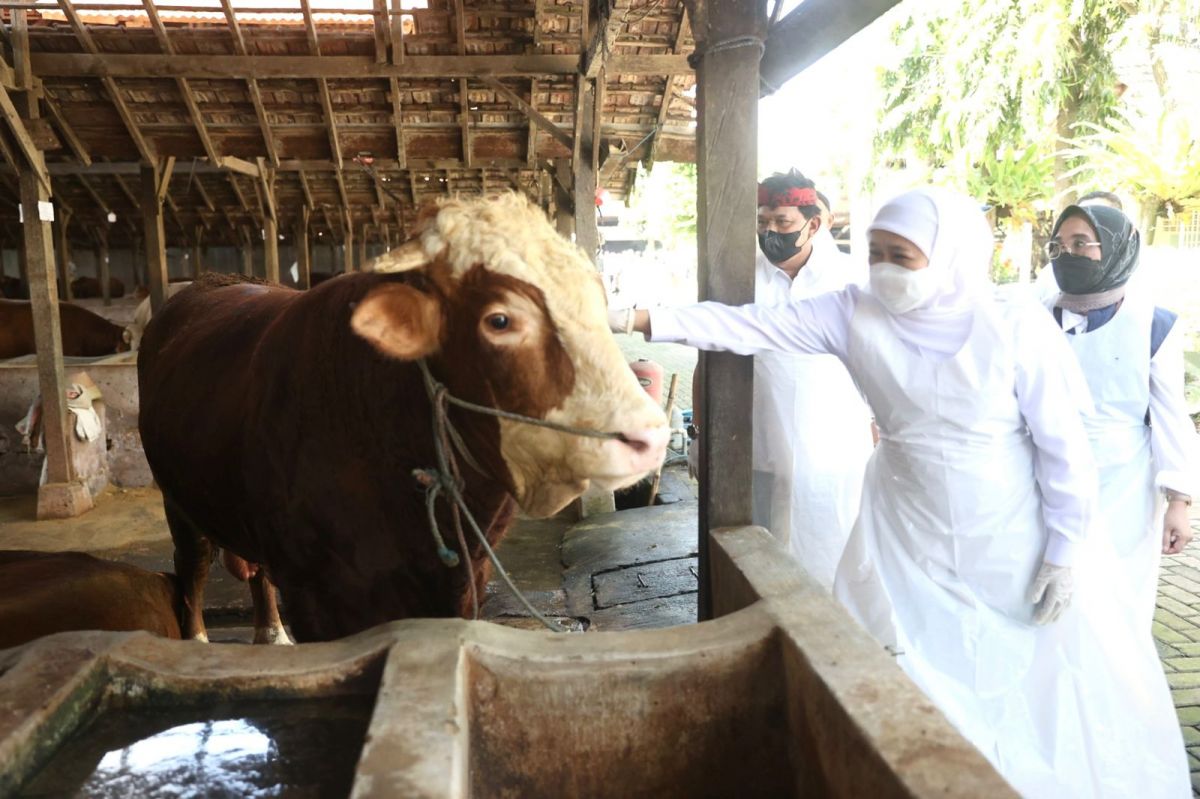 Gubernur Jatim Khofifah Indar Parawansa mengecek kesehatan sapi jelang Hari Raya Idul Adha (Foto: Humas Pemprov Jatim)