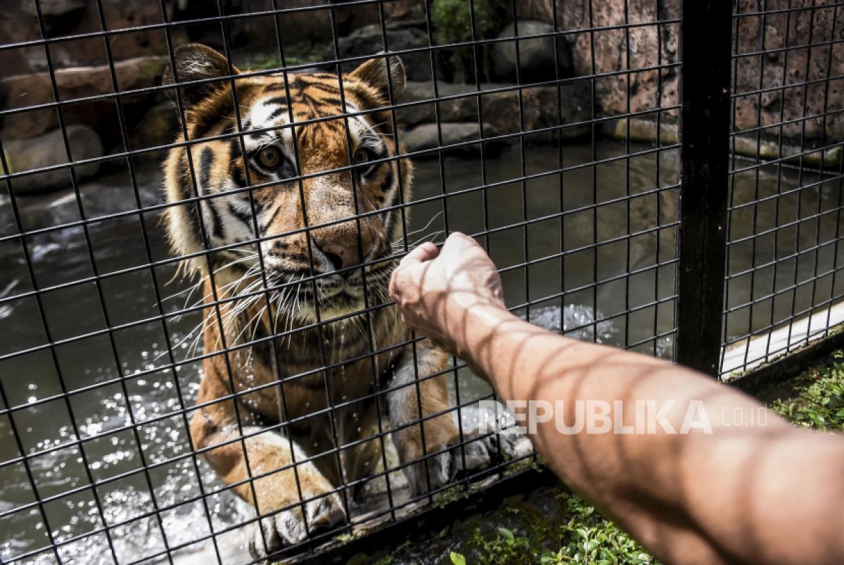 Pawang binatang bermain dengan Harimau Benggala (Panthera tigris tigris) di kandang. ilustrasi. Dengan kecerdasan buatan, ilmuwan kini berupaya memahami bahasa binatang (Foto: ABDAN SYAKURA/REPUBLIKA)