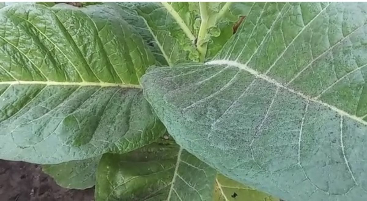 Lahan Pertanian di Jember Terdampak Abu Vulkanik Erupsi Gunung Raung