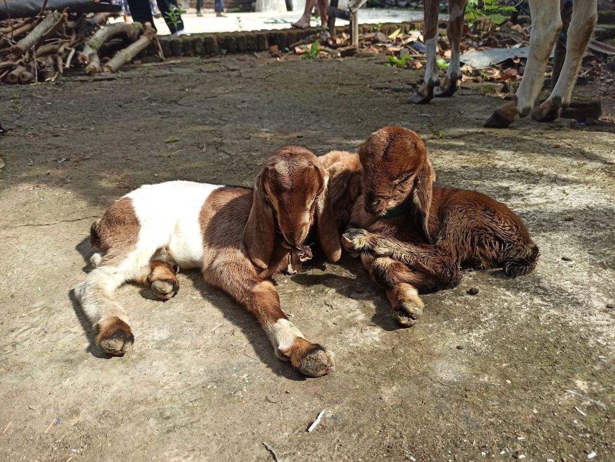 Ada Kambing Berkaki Tiga di Ponorogo, Begini Penjelasan Dokter Hewan