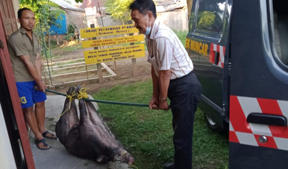 Babi yang masuk pemukiman di Banyuwangi ditangkap warga (Foto: Polsek Muncar)