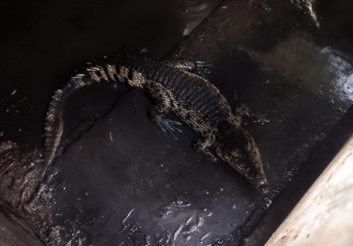 Tak Sanggup Beri Makan, Hewan Buas Peliharaan Warga Surabaya Dievakuasi ke BKSDA