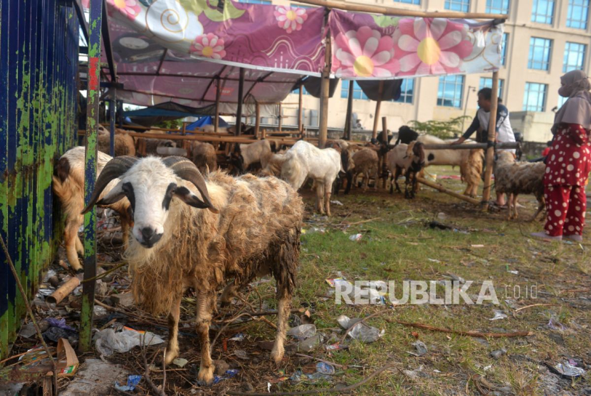 Pembeli memilih hewan qurban kambing dan domba di Ngampilan, Yogyakarta, Rabu (6/7/2022). (Foto: Wihdan Hidayat/Republika)