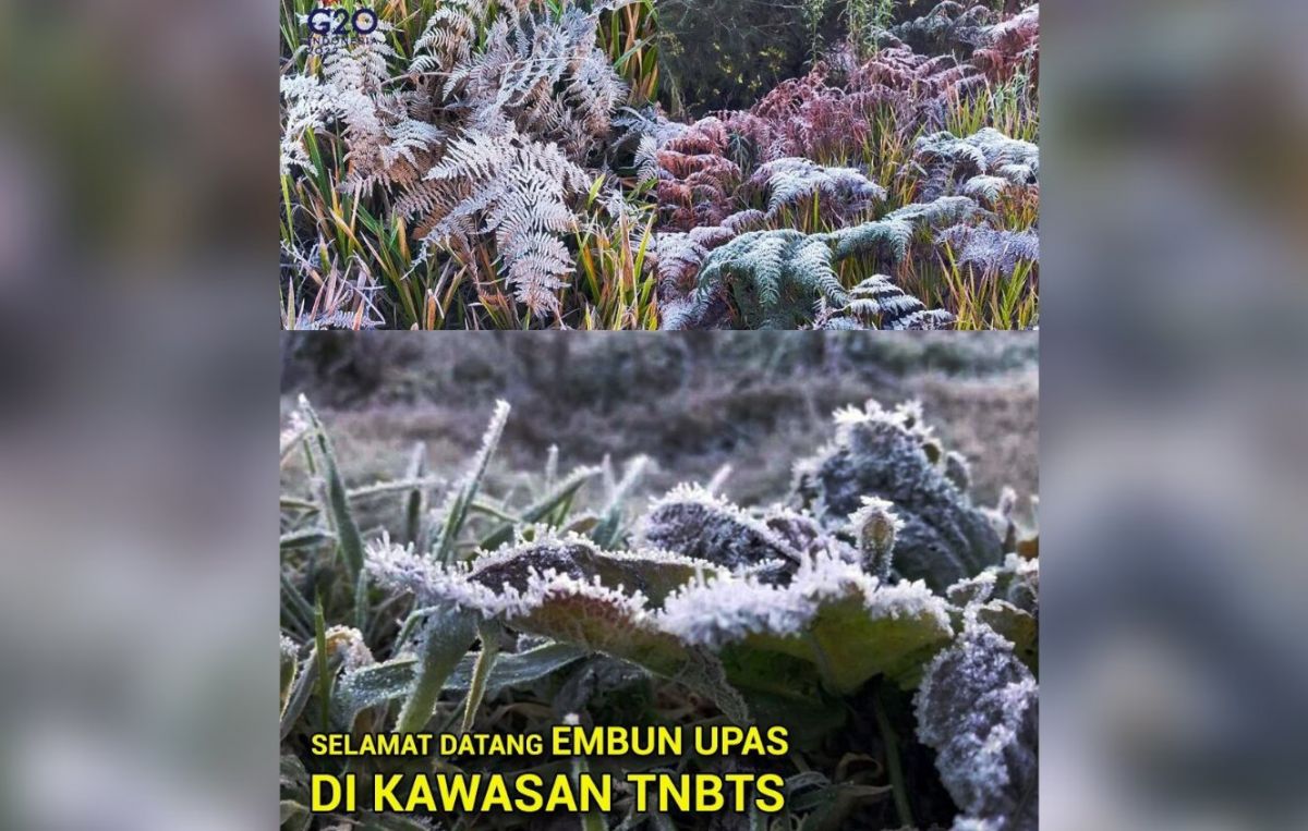Fenomena embun es (frost) terjadi di kawasan Gunung Bromo. (Foto: Instagram @bbtnbromotenggersemeru/jatimnow.com)