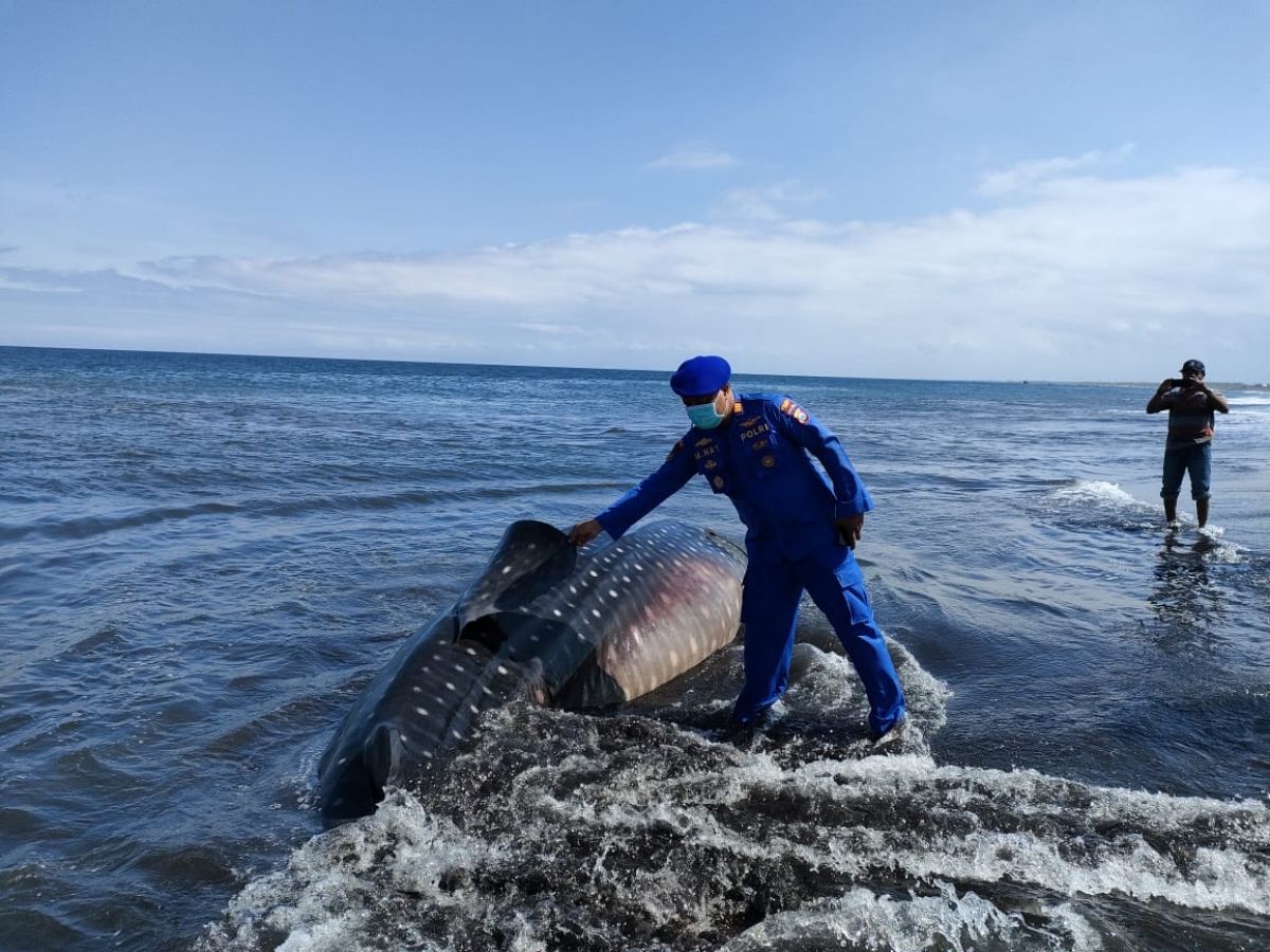 Hiu Tutul 10 Meter Tewas Terdampar di Pantai Nyamplong Jember, Jangan Mendekat!