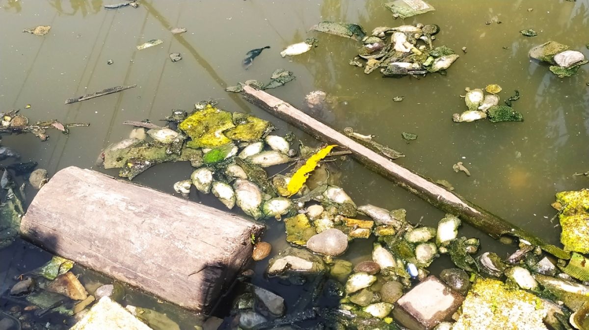 Ribuan ikan air tawar di Kali Kucur Lamongan mati mendadak.(Foto: Adyad Ammy Iffansah/jatimnow.com)