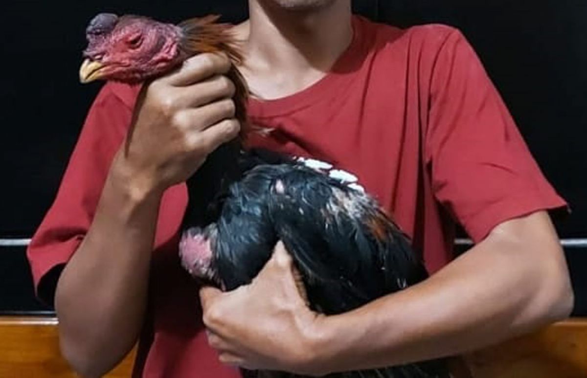 Ayam jago yang disita Tim Resmob Polres Jombang saat menggerebek judi sabung di Kesamben (Foto: Humas Polres Jombang)