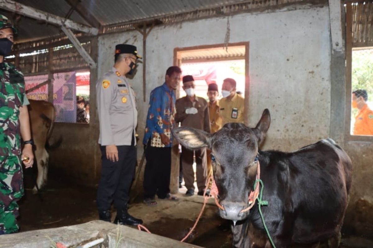 Kapolres Bondowoso saat meninjau vaksinasi PMK. (Foto Humas Polres Bondowoso/ for jatimnow.com)