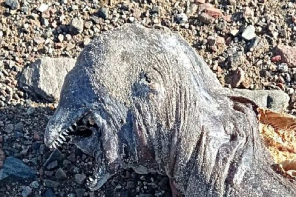 Hiiii...Makhluk Misterius dalam Film Lord Of The Rings Terdampar di Pantai