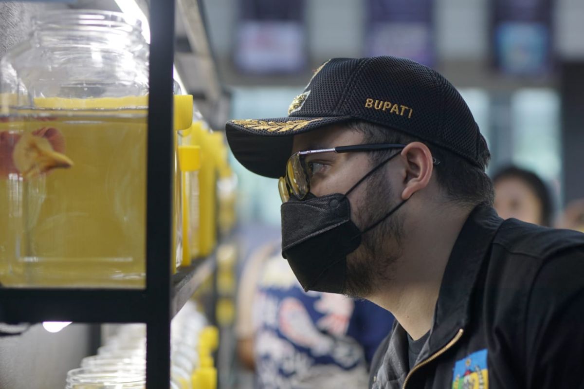Mas Dhito mengamati keunikan ikan cupang dalam sebuah kontes di Kabupaten Kediri. (Foto: Humas Pemkab Kediri/jatimnow.com)