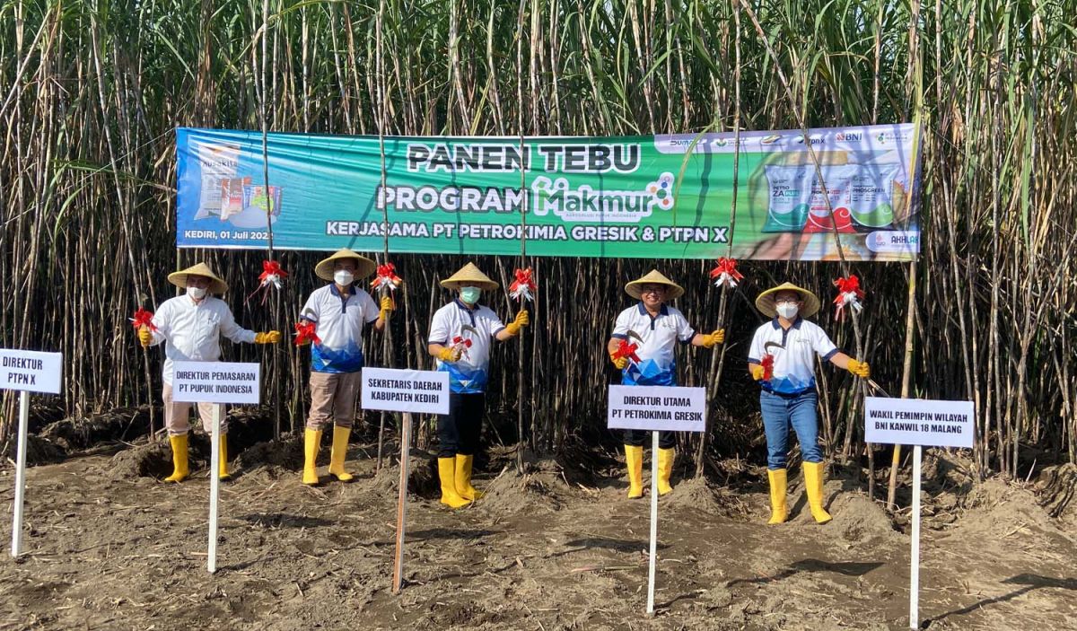 Panen tebu di Desa Purwokerto, Kecamatan Ngadiluwih (Foto: Yanuar Dedy/jatimnow.com)