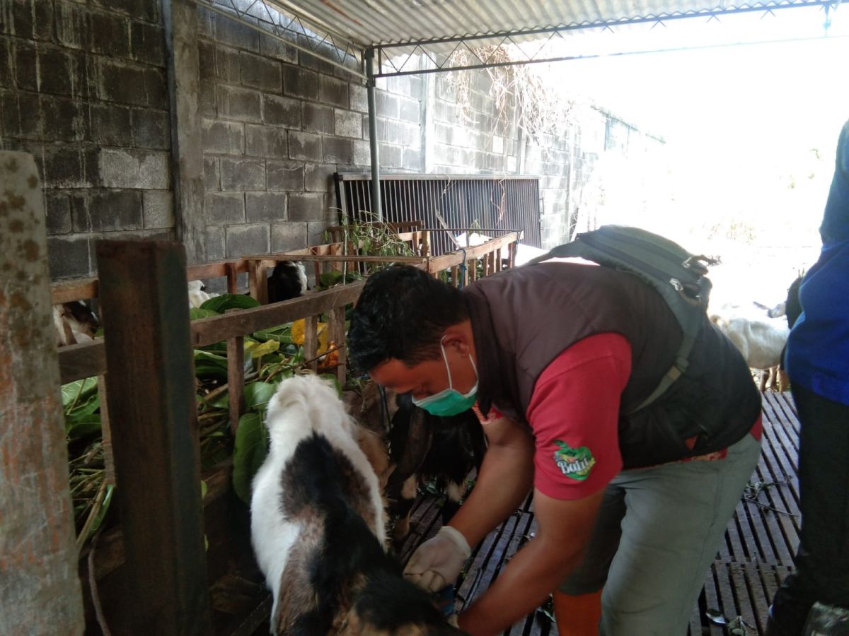 Pengecekan hewan kurban di Kota Batu.(Foto: Galih Rakasiwi)
