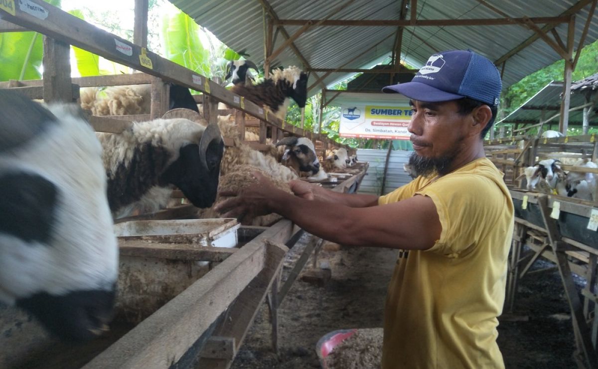 Senyum Semringah Para Pedagang Kambing di Bojonegoro Jelang Idul Adha