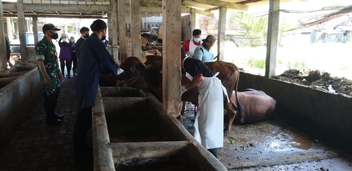 Peternakan sapi di Lamongan. (Foto: Adyad Ammy Iffansah/jatimnow.com)