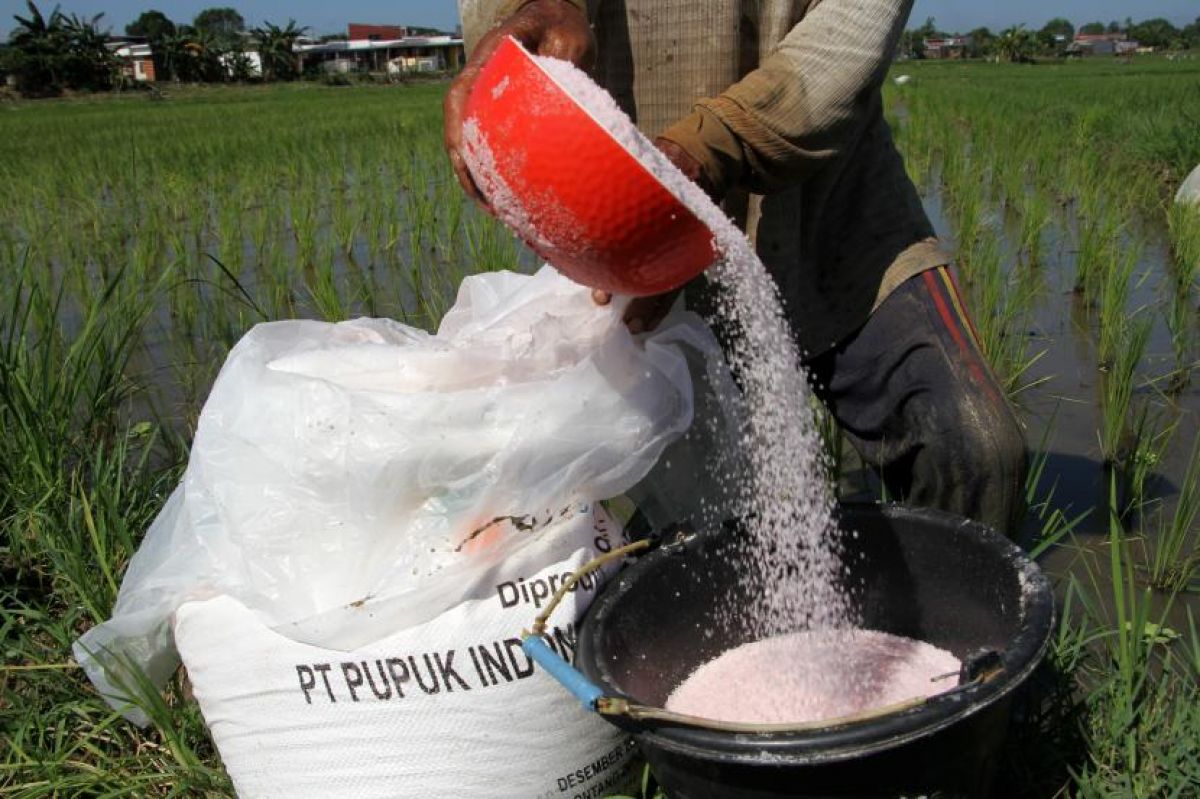 Petani menuang pupuk urea ke dalam ember sebelum ditaburkan.(Foto: ANTARA/Arnas Padda via Republika)