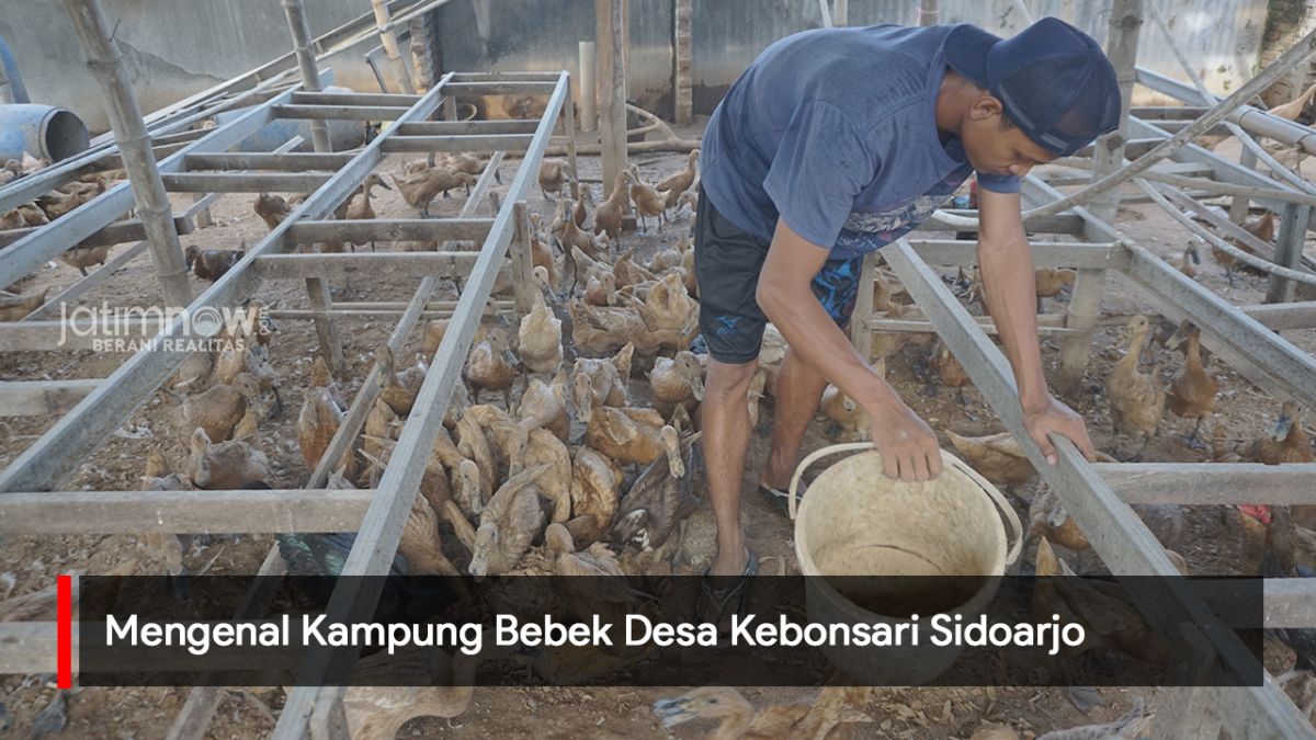 Video: Mengenal Kampung Bebek Desa Kebonsari Sidoarjo