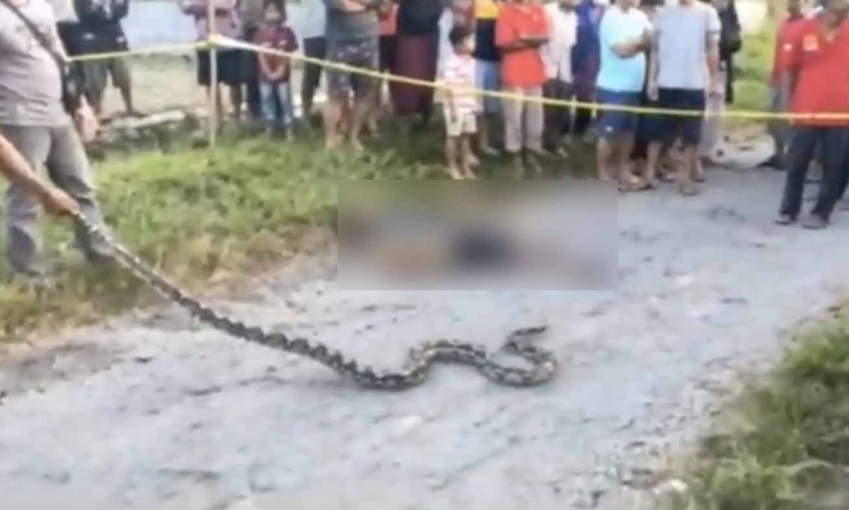 Evakuasi ular oleh warga disamping jasad Ponirin.(Tangkapan Layar Video Warga/Jatimnow.com)