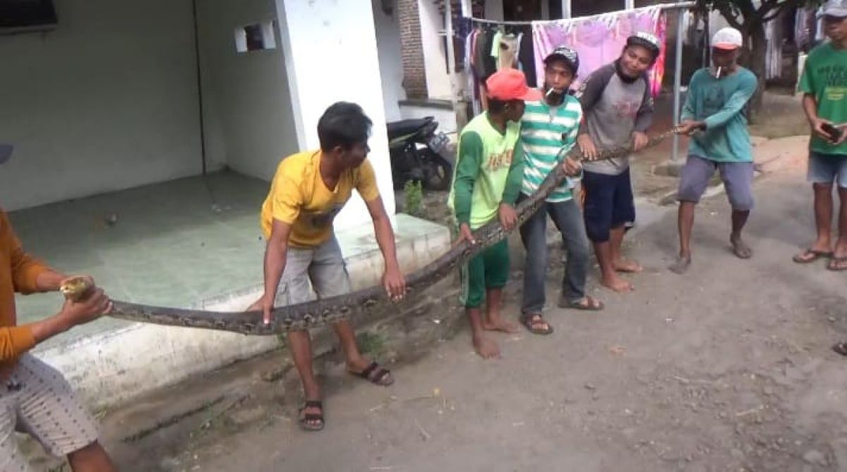 Ular piton yang diamankan warga.(Foto: Elok Aprianto)