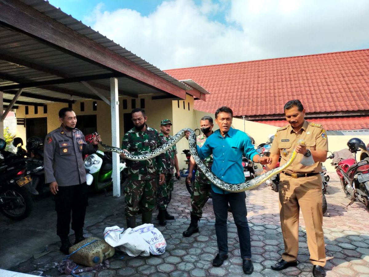 Ular sanca kembang yang melilit korban. (Foto: Polsek Nglegok/jatimnow.com)