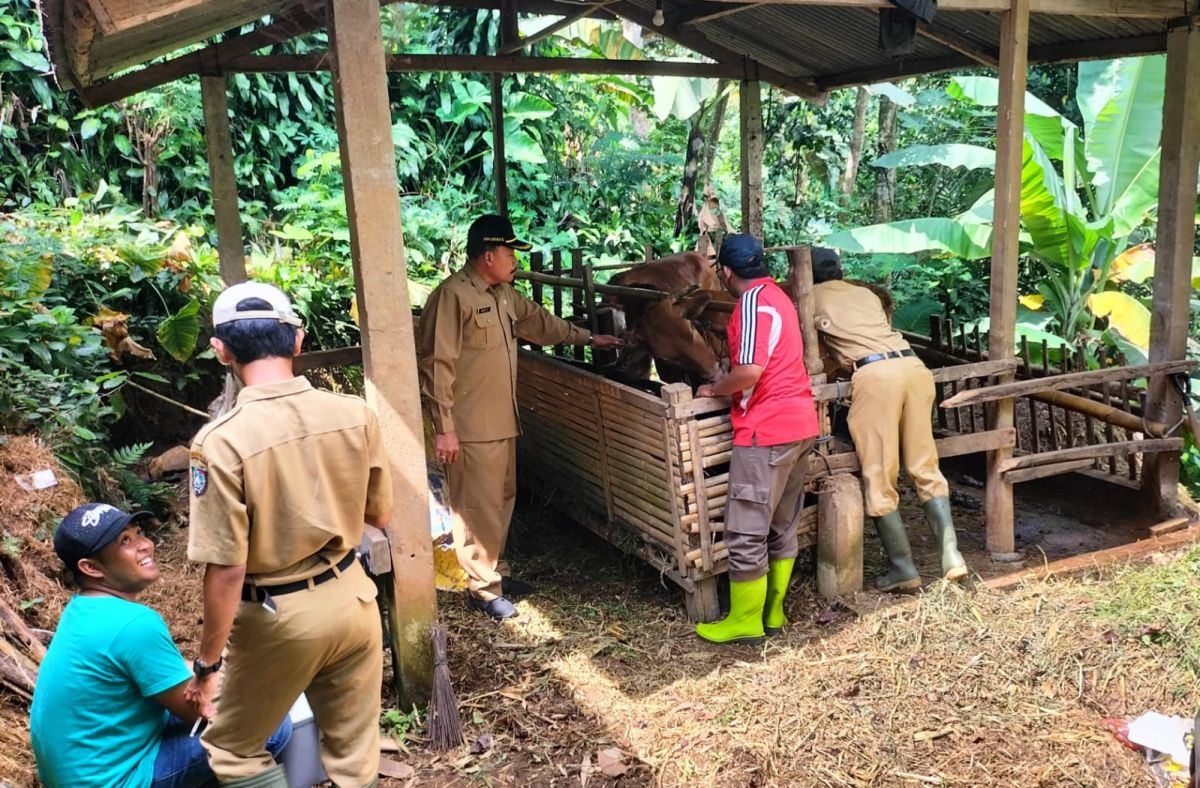 Pelaksanaan Vaksin PMK Tahap 1 di Jombang Capai 92 Persen