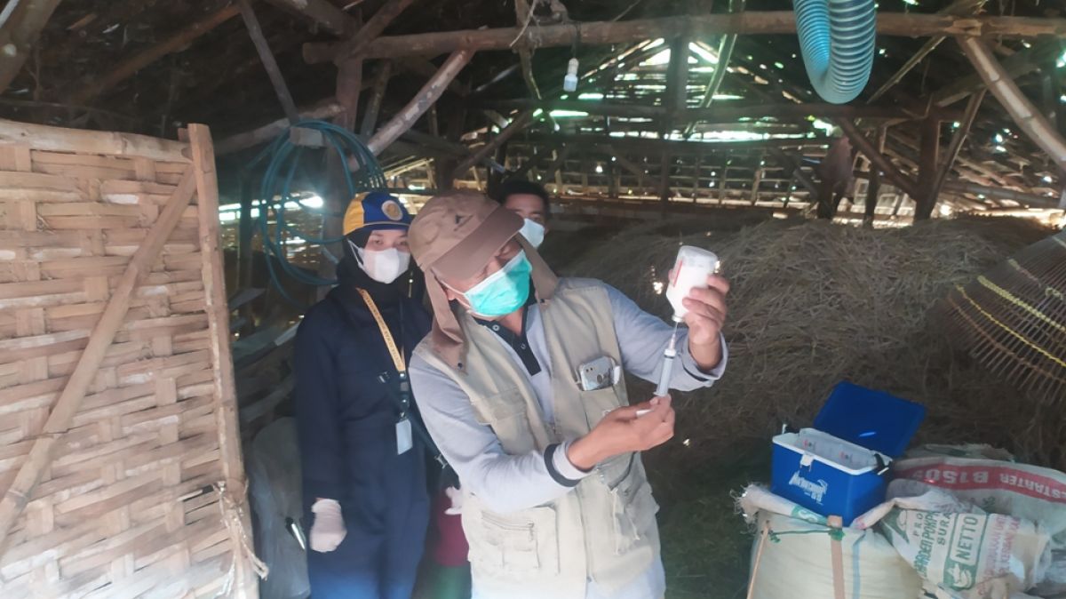 Penyaluran dosis vaksin di Desa Gintungan oleh tenaga lapangan Disnakeswan Lamongan. (Foto : Adyad Ammy Iffansah/jatimnow.com)