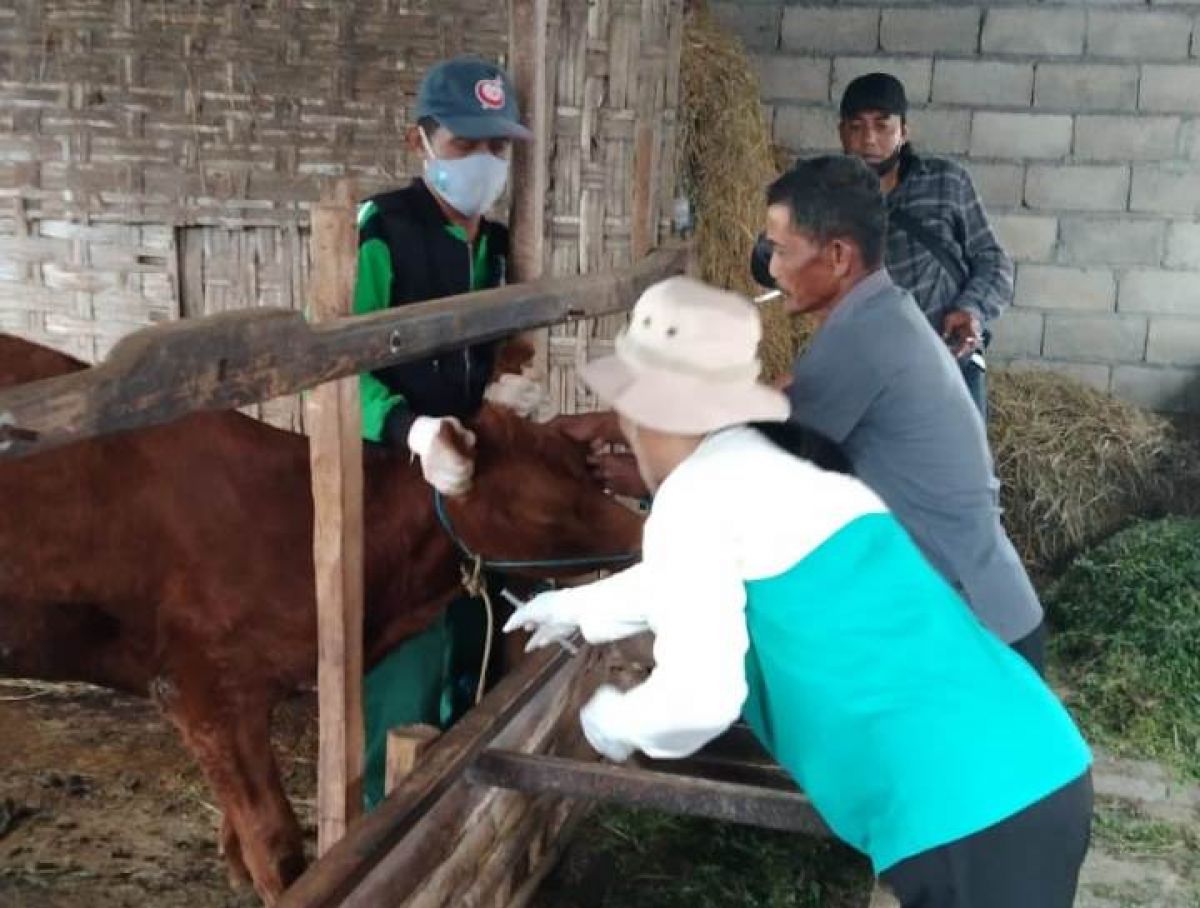 Penyaluran vaksin PMK tambahan yang diterima Kabupaten Lamongan.(Foto: Adyad Ammy Iffansah/jatimnow.com)