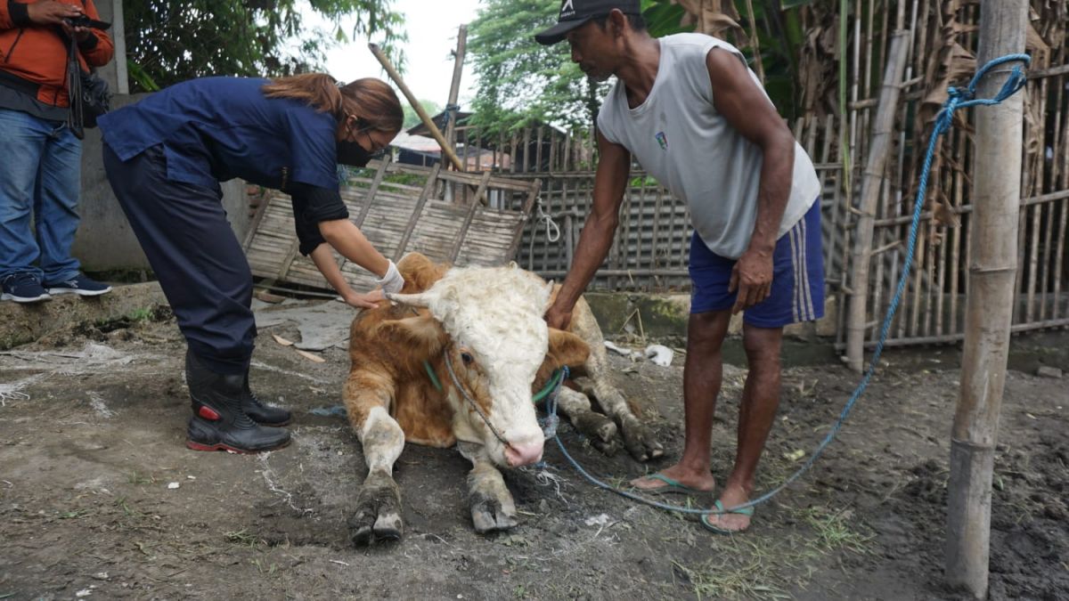 Vaksinasi yang dilakukan pada hewan ternak di Jombang. (Foto: Elok Aprianto/jatimnow.com)