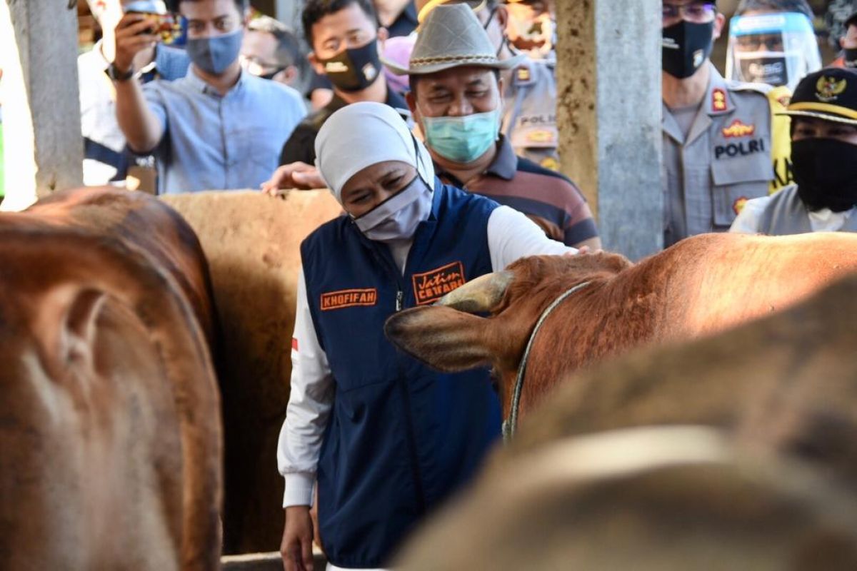 Gubernur Jawa Timur Khofifah Indar Parawansa saat meninjau sapi di tengah wabah PMK beberapa waktu lalu (Foto: Dok. Biro Adpim Pemprov Jatim)