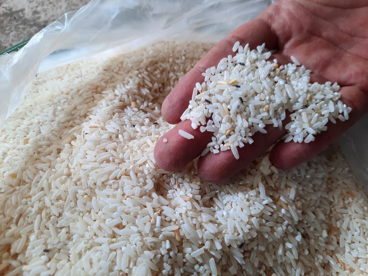 Beras BPNT di Mojokerto Jelek dan Berkutu, DPRD Desak Dinsos Tegas