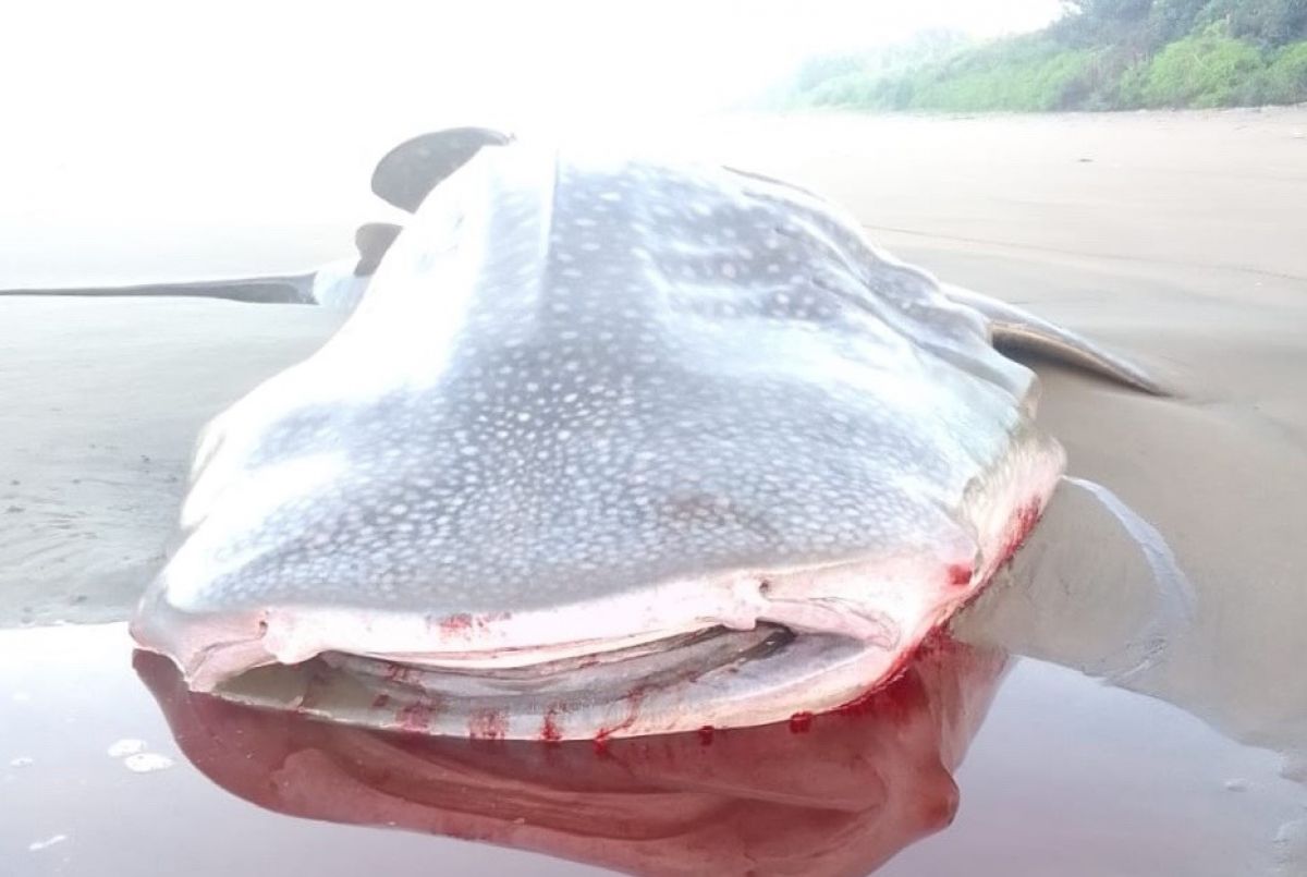 Hiu Paus terdampar di Pantai Ngagelan, Taman Nasional (TN) Alas Purwo Banyuwangi. (Foto: Balai Taman Nasional Alas Purwo)