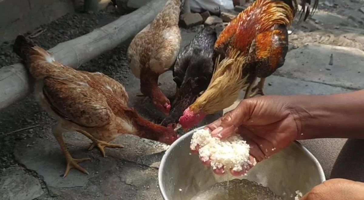 Beras Bansos di Jombang untuk Pakan Ayam, Camat Diwek Mengaku Belum Ada Laporan