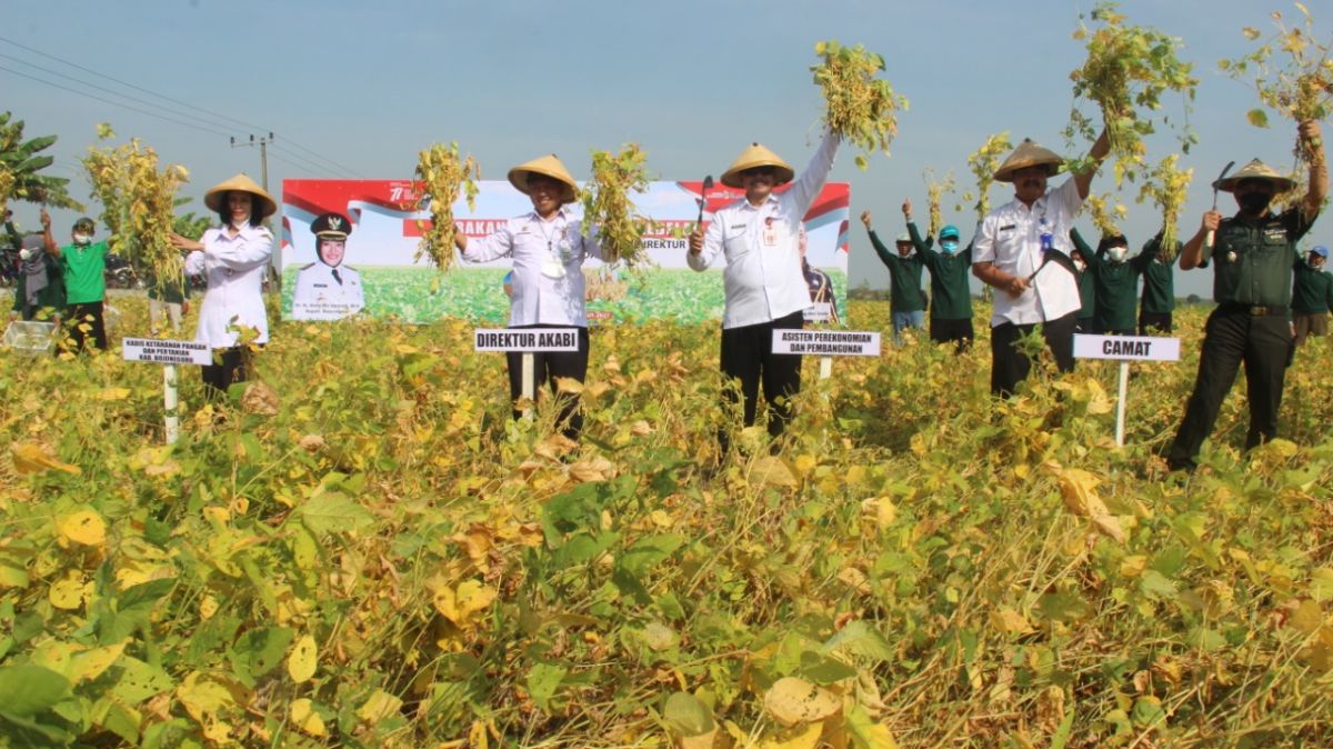 Gerakan Merdeka Panen Kedelai ini ditandai secara simbolis memanen kedelai varietas Anjasmoro bersama.(Foto: Pemkab Bojonegoro for jatimnow.com)
