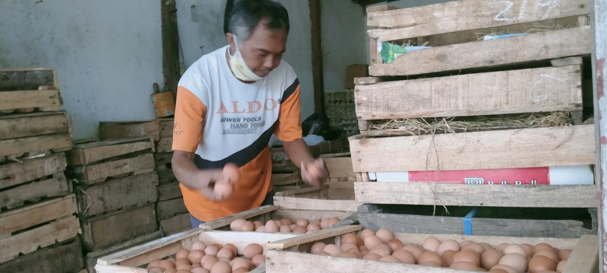 Harga Telur Tembus Rp30 Ribu, Pemkot Surabaya Siapkan Operasi Pasar