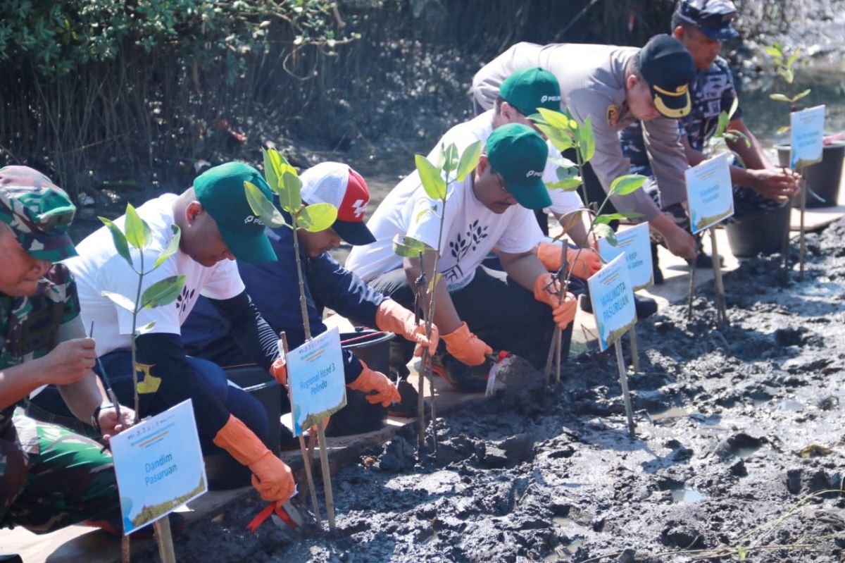 Penancapan bibit pohon mangrove di area Tempat Pelelangan Ikan (TPI) Kelurahan Ngemplak. (Foto Kominfo Pemkot Pasuruan)