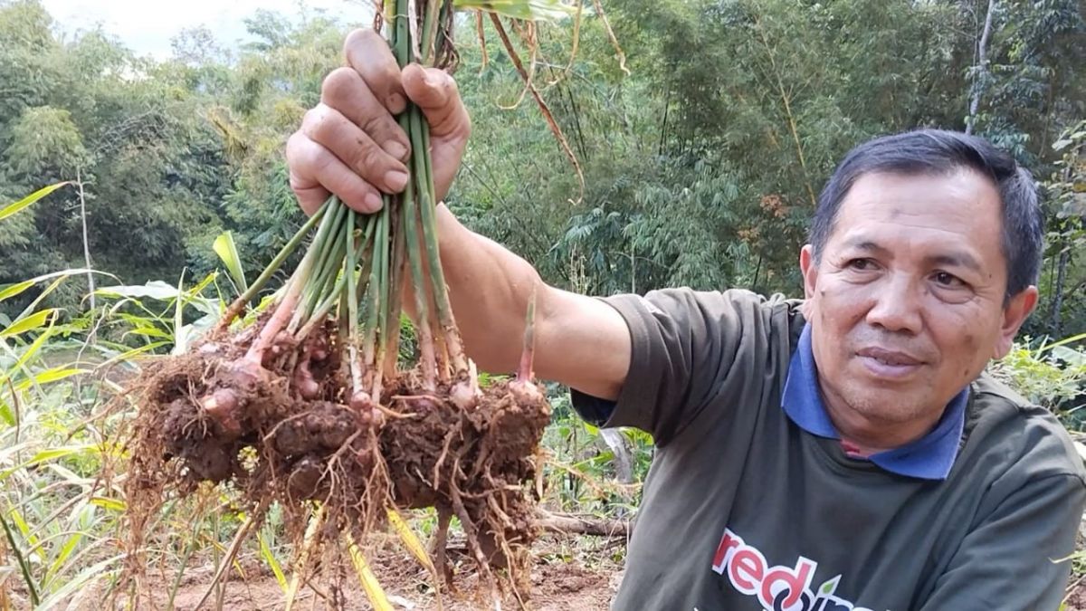 Petani di Trenggalek Mencoba Bangkit Lewat Budidaya Jahe Merah