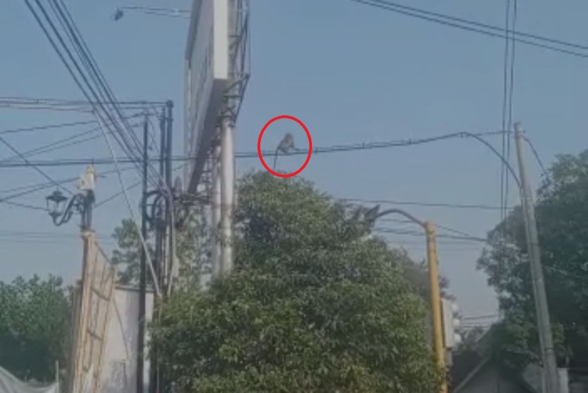 Tangkapan layar kera liar lepas di Ponorogo. (Foto: tangkapan layar WhatsApp group)