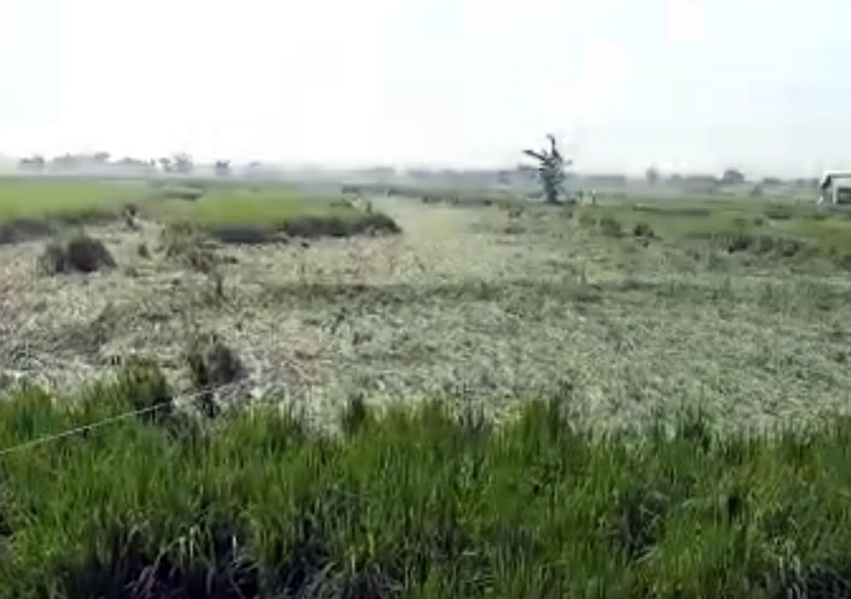 Hektaran padi milik petani di Lamongan yang rusak diterjang hujan angin (Foto: Adyad Ammy Iffansah/jatimnow.com)