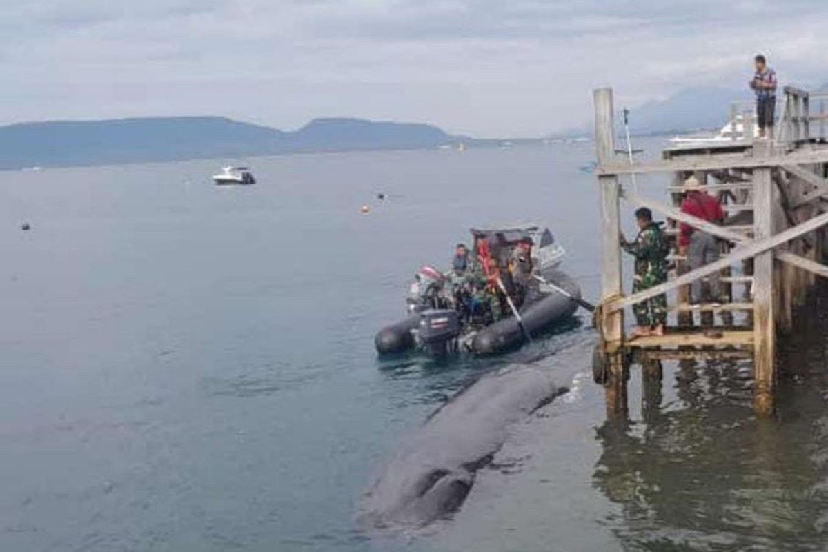 Paus bungkuk yang terdampar di Perairan Selat Bali, Banyuwangi (Foto: Subandi for jatimnow.com)